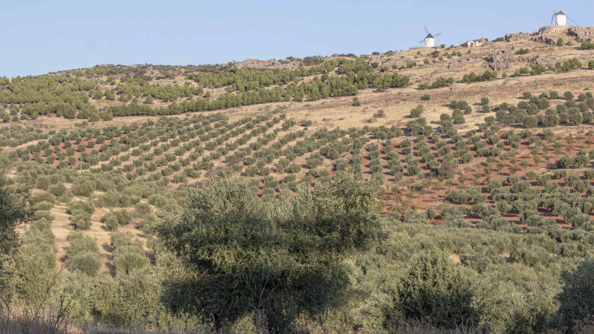 El proyecto Artolio defenderá a los pequeños productores de aceite de oliva