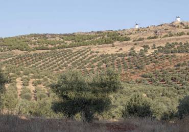 El proyecto Artolio defenderá a los pequeños productores de aceite de oliva